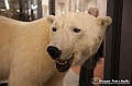 VBS_0958 - Riapre il Museo di Scienze Naturali dopo dieci anni di chiusura